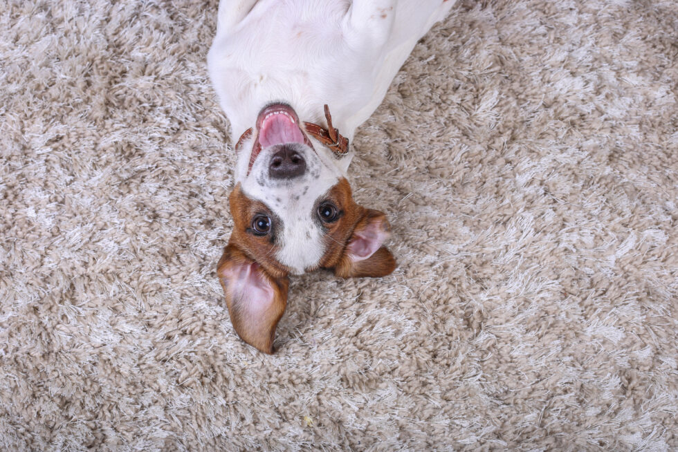 Cute dog laying on the plush carpet